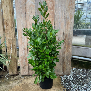 Prunus Laurocerasus Rotundifolia 140-160cm 25ltr (Pack Of 8)