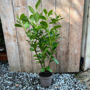 Prunus Laurocerasus Rotundifolia 5ltr 100-110cm