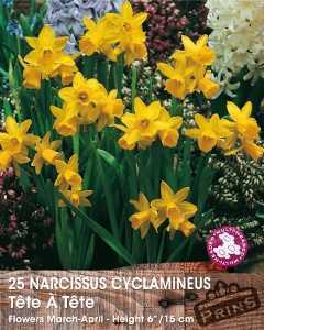 Narcissus Cyclamineus Tete A Tete Bulbs (Daffodil) 25 Per Pack