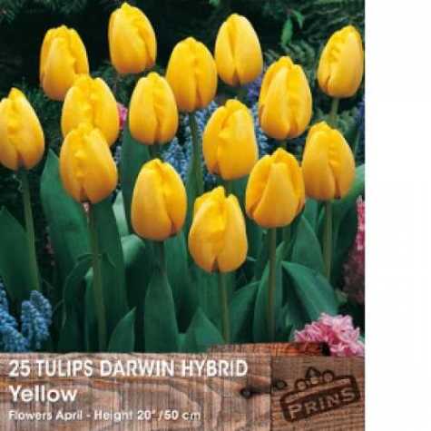 Tulip Bulbs Darwin Hybrid Yellow 25 Per Pack