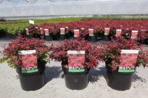 Berberis Thunbergii Admiration (Barberry Hedging)