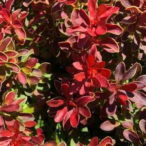 Berberis Thunbergii Admiration (Barberry Hedging)