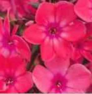 Phlox Paniculata Windsor