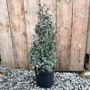 Eucalyptus gunnii - Pyramid