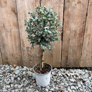 Eucalyptus Gunnii (Cider Gum) Mini Standard