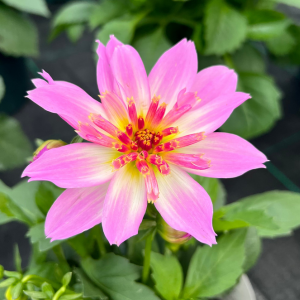 Dahlia Maxi Starburst Pink