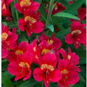 Alstroemeria Summer Paradise Summer Pepper