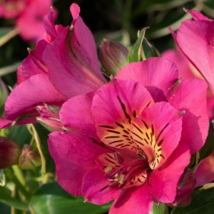 Alstroemeria Summer Paradise Valley River