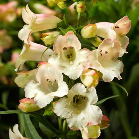 Penstemon Apple Blossom