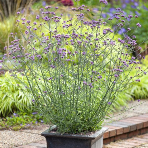 Verbena bonariensis 'Lollipop'
