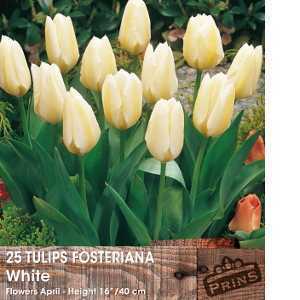 Tulip Bulbs Fosteriana White 25 Per Pack