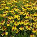 Helenium Wyndley (Sneezeweed)