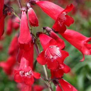 Penstemon Polaris Red