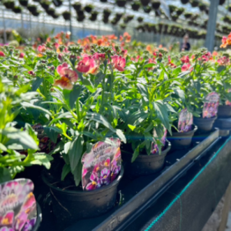 10-Pack 9cm Basket Plants