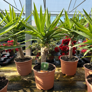 Yucca Elephantipes