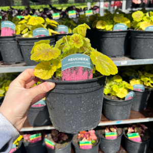 Heuchera Northern Exposure Sienna