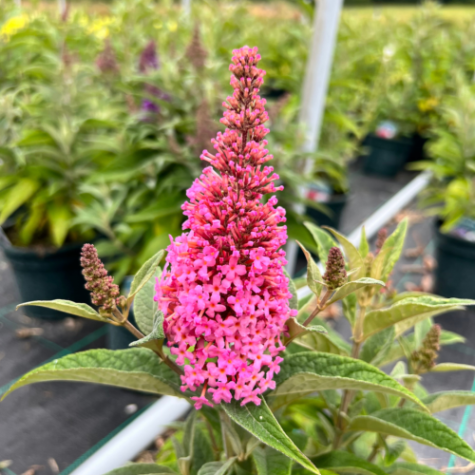 Buddleja Davidii Butterfly Little Candy Pink