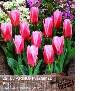 Tulip Bulbs Short Stemmed Pink 25 Per Pack