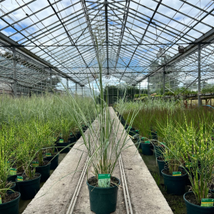 Calamagrostis Overdam