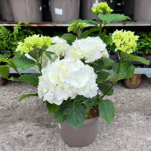 Hydrangea macrophylla 'White' - mophead hydrangea