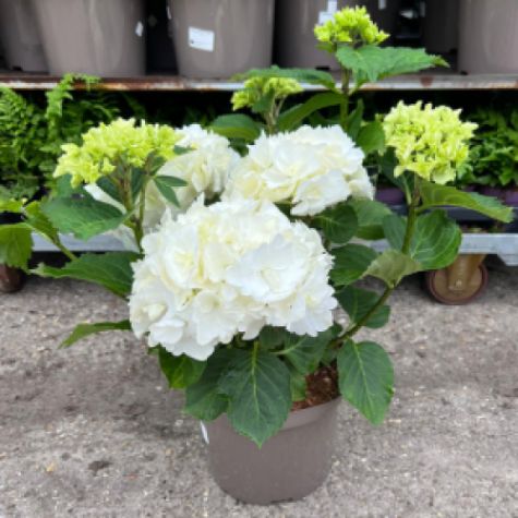 Hydrangea macrophylla 'White' - mophead hydrangea