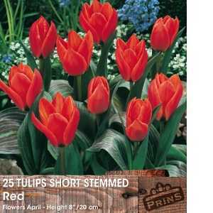 Tulip Bulbs Short Stemmed Red 25 Per Pack