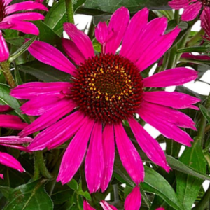Echinacea Mooodz Imagination