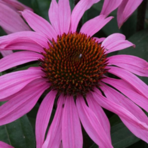 Echinacea Mooodz Courage