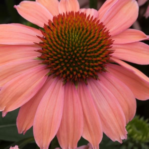 Echinacea Mooodz Motivation