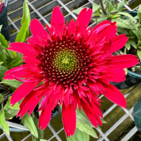 Echinacea Sunny Days Ruby