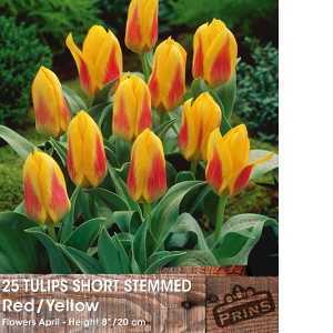 Tulip Bulbs Short Stemmed Yellow & Red 25 Per Pack