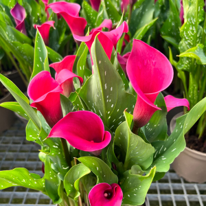 Calla Lily Pink - Zantedeschia