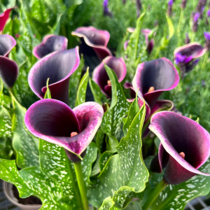 Calla Lily Dark Purple & Cream edge- Zantedeschia