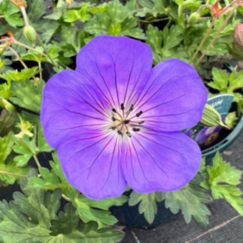 Geranium ‘Bloom Me Away’