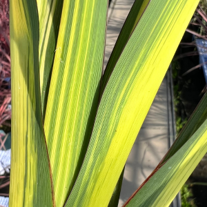 Phormium Cream Delight