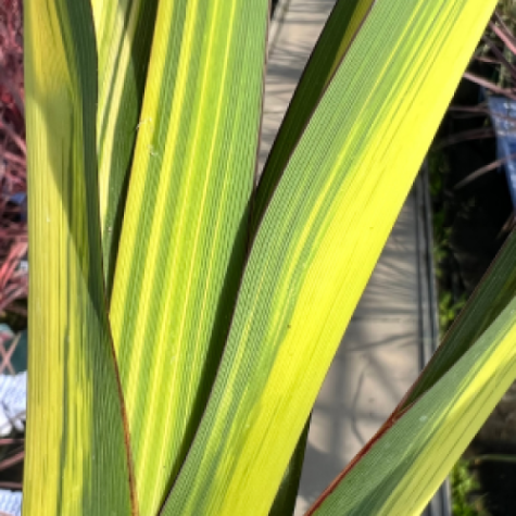 Phormium Cream Delight