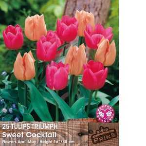 Tulip Bulbs Triumph Sweet Cocktail (Mixed Apricot & Pink) 25 Per Pack