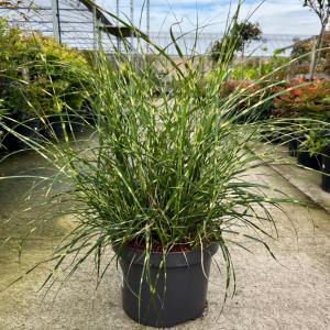 Miscanthus sinensis ‘Strictus Dwarf’