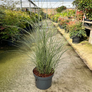 Miscanthus 'Morning Light'