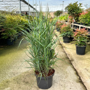 Panicum virgatum 'Prairie Sky'
