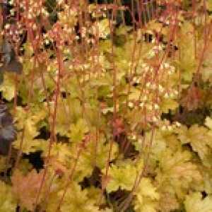 Heuchera Ginger Ale (Coral Bells)