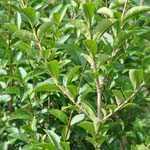 Ligustrum Ovalifolium Aureum Yellow/Golden Privet Hedging Plant