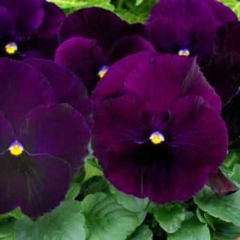 Pansy Purple Blotch