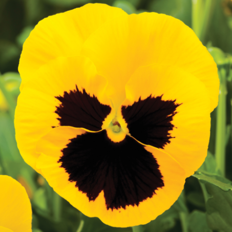 Pansy Yellow Blotch