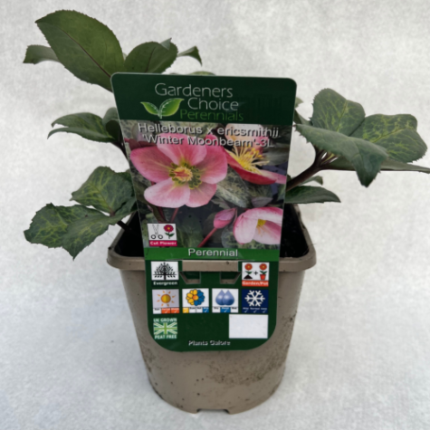 Helleborus x ericsmithii 'Winter Moonbeam'