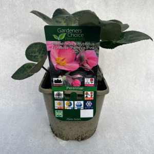 Helleborus x hybridus Frostkiss 'Penny's Pink'