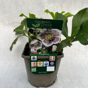 Helleborus Spring Promise 'Conny'