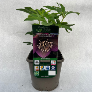 Helleborus x hybridus Anemone Red