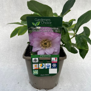 Helleborus x hybridus 'Double Light Pink