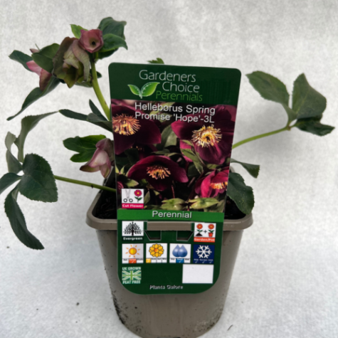 Helleborus Spring Promise 'Hope'